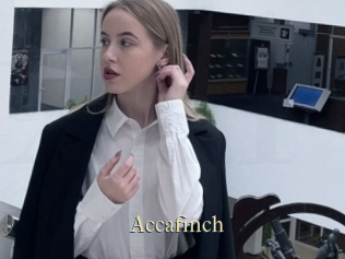 Accafinch