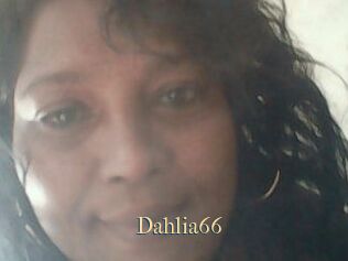 Dahlia66